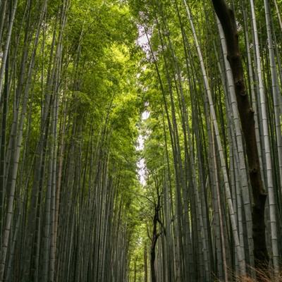 模拟经营大咖手游下载安装